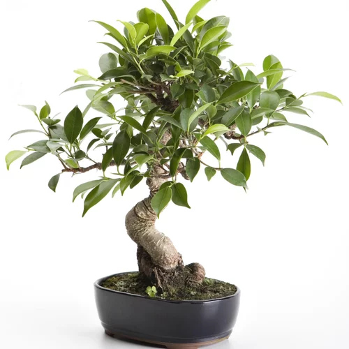 Qualité jardin:Bonsaï rempoté varié botanic® mix taille 2