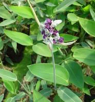 Bien au jardin:Thalia delbata 14 L en pot Ø 30 cm