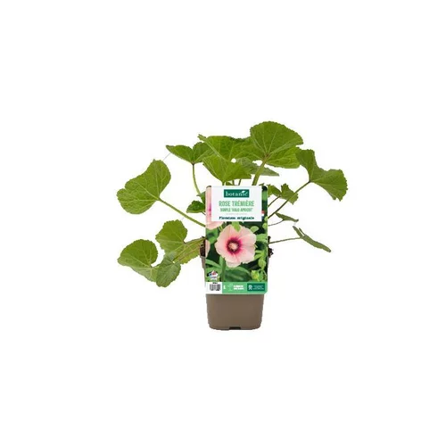 Loisirs au jardin:Rose trémière simple ‘Halo Apricot’ - Le pot de 1 litre