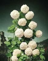 Pour mieux équiper vos extérieurs:Boule de neige (Viburnum Opulus Roseum) 60/80. Le pot de 7,5 litres