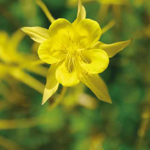Choix au jardin：Ancolie jaune - Le pot de 9 x 9 cm