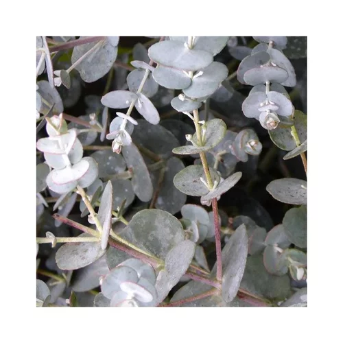 Pour un jardin bien équipé:Eucalyptus Gunnii bleu. Le pot de 2,5 litres