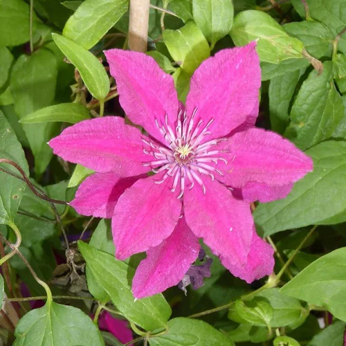Bien pour le jardin:CLEMATITE VARIEE. Le pot de 3 litres