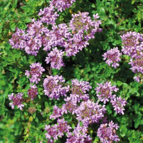 Sélection pour le jardin：Thym Serpolet Rose - Le pot de 9 x 9 cm