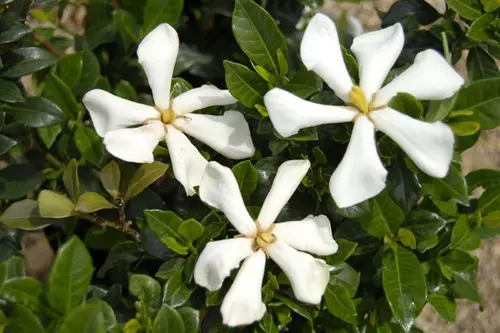 L’allié de vos extérieurs：Gardénia hybride Pinwheel blanc. Le pot de 3,5 litres, forme globe