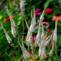 Jardin plaisir:Veronicastrum Virginicum - Le pot de 2 litres