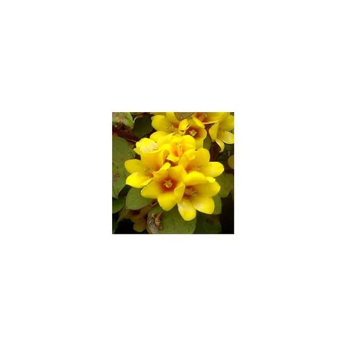 Qualité au jardin:Lysimachia - Le pack de 6 plants