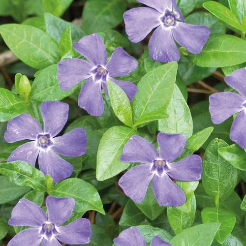 Pour mieux profiter du jardin:Pervenche Major bleue - Le pot de 9 x 9 cm