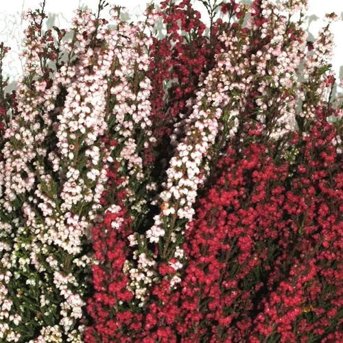 Adapté à l’extérieur：Bruyère gracilis bicolore - Le pot de 2,5 litres