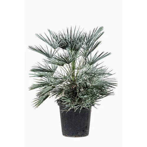 Le choix pour le jardin:Chamaerops Humilis Ceracifera 60/80 en pot de 25 L bleu