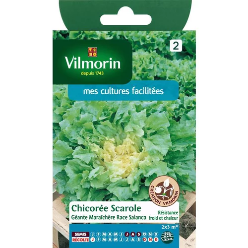 Jardin et déco:Graines de chicorée scarole race salanca Vilmorin - graines à semer