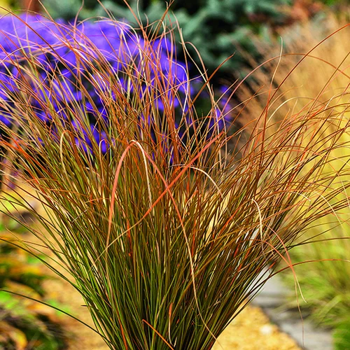 À avoir au jardin：Carex Testacea orange botanic®. Le pot de 4 litres