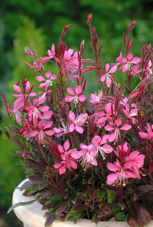Solution jardin：Gaura rose - Le pot de 2 litres