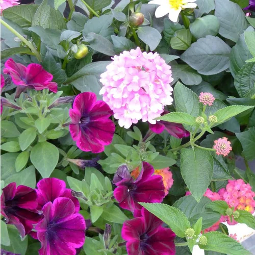 Jardin inspiration:Mélange d’annuelles - Le pot de 1 litre