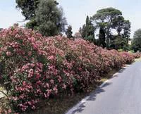Jardin confort:Laurier rose (Nerium Oleander) 200. Le pot de 90 litres