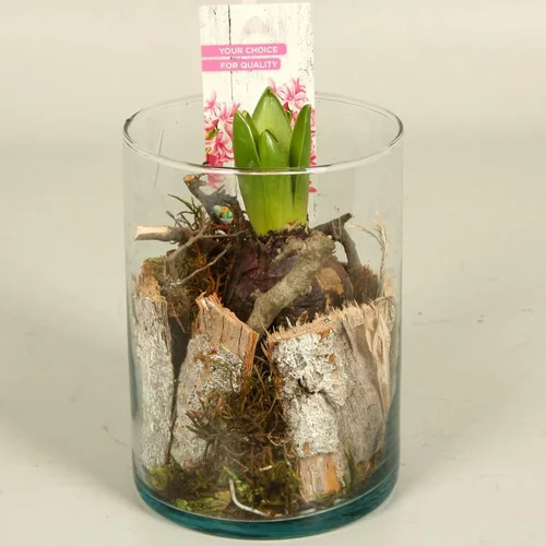 Sélection malin：Jacinthe en pot déco de 11 cm