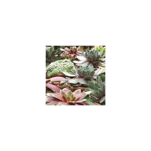 Utile pour le jardin：Joubarbe - Le pack de 6 plants