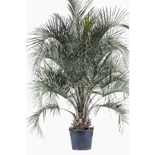 Jardin & nature:Butia Capitata (Cocotier du Brésil) en pot de 70 L vert