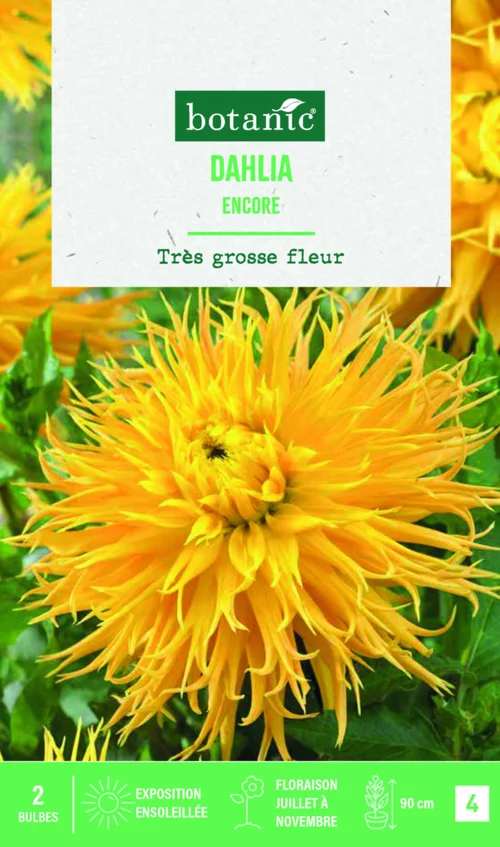 Pour équiper le jardin:Bulbes de fleurs Dahlia Fimbriata Encore botanic® - 2 bulbes