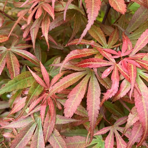 Adapté à vos extérieurs：Érable du Japon Skeeter's Broom extra 120/125. Le pot de 15 litres