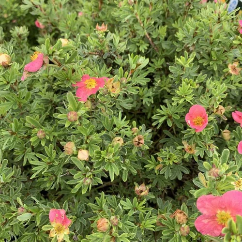 Sélection extérieur:Potentilla Fruticosa Belissima rose touffe. Le pot de 3 litres