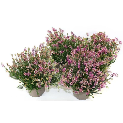 Pour vos moments au jardin：Erica Spicufolia - Le pot de 2 litres
