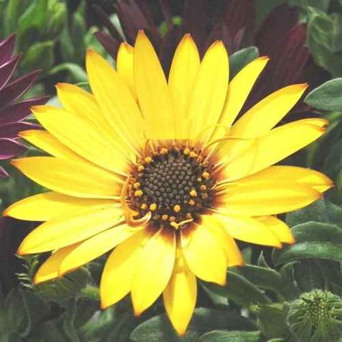 Loisirs au jardin:Ostéospermum dimorphothéca - La coupe de 20 cm