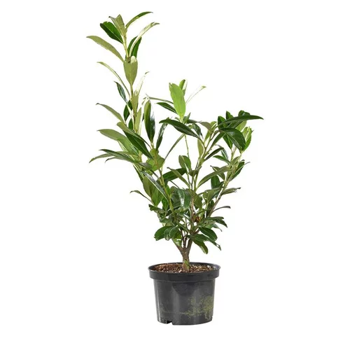 Autour du jardin：Laurier cerise (Laurier palme) du Caucase vert. Le pot de 3 litres