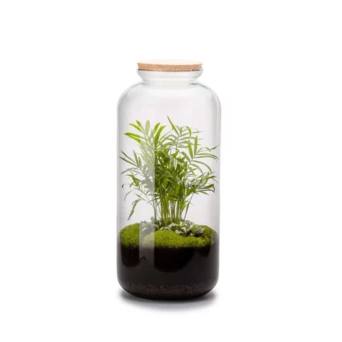 Style pour le jardin：Terrarium bonbonne avec chamae Bulle de Nature taille L Ø 23 x H 51 cm