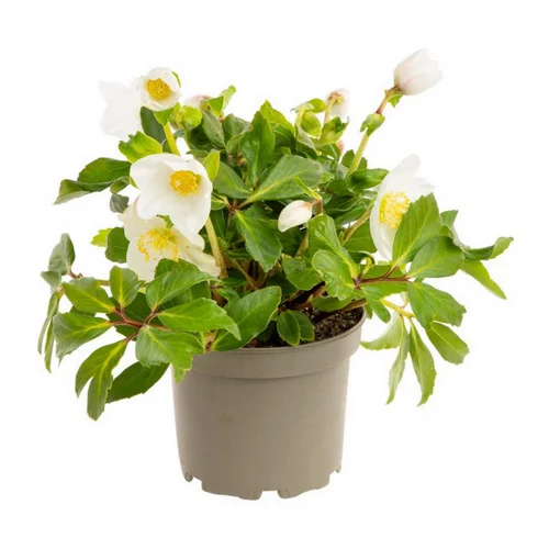 Jardin moderne:Composition plante hellebore coloris blanc - 1,5 L