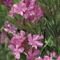 Simple dehors:Laurier rose varié (Nerium Oleander) 40/60. Le pot de 4 litres