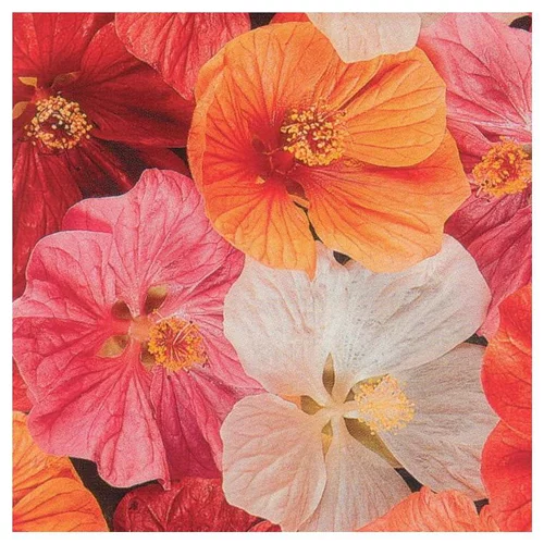 Solution simple：Abutilon - Le pot de 4 litres