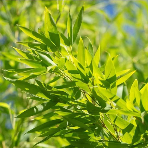 Vie au jardin：Bambou Phyllostachys Aurea. Le pot de 9 litres