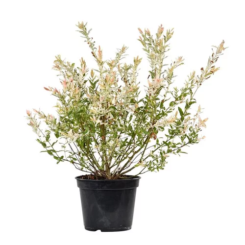 Pour enrichir votre univers jardin:Salix Integra Hakuro Nishiki - Pot de 6L