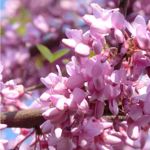 Confort extérieur：Cercis Siliquastrum