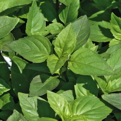Pour vos projets extérieurs:Basilic Marseillais Bio. Le pot de 2,5 litres