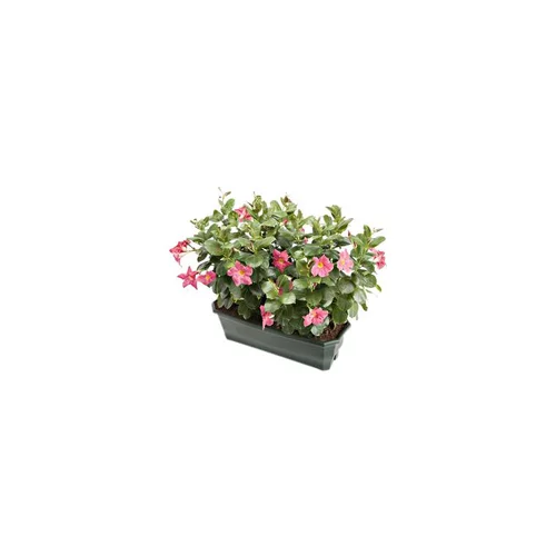 Jardin confort:Dipladénia buisson coloris variés. La jardinière de 40 cm