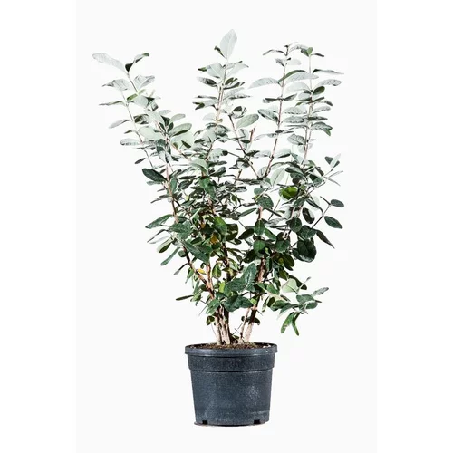 Solution nature:Acca Sellowiana (Goyavier du Brésil) 40/60 en pot de 9 L vert