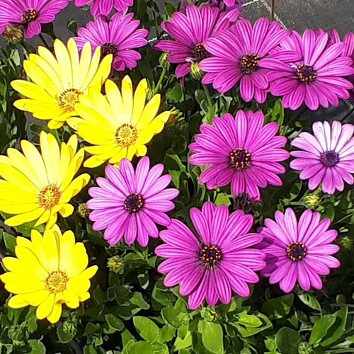 Style extérieur：Osteospermum ou marguerite du Cap - Le pot de 2 litres
