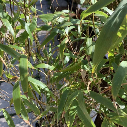 Jardin moderne:Bambou Fargesia Rufa vert. Le pot de 2 litres