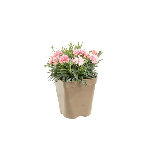 Pour un jardin plus agréable:Œillet I love you - Le pot de Ø 13 cm