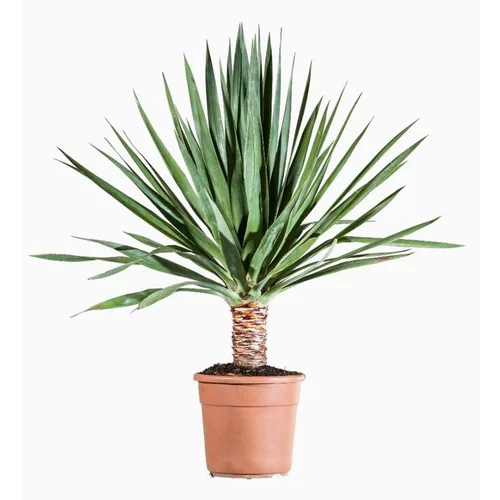 Jardin à équiper：Dracaena Draco (dragonnier des Canaries) en pot de 5 L vert