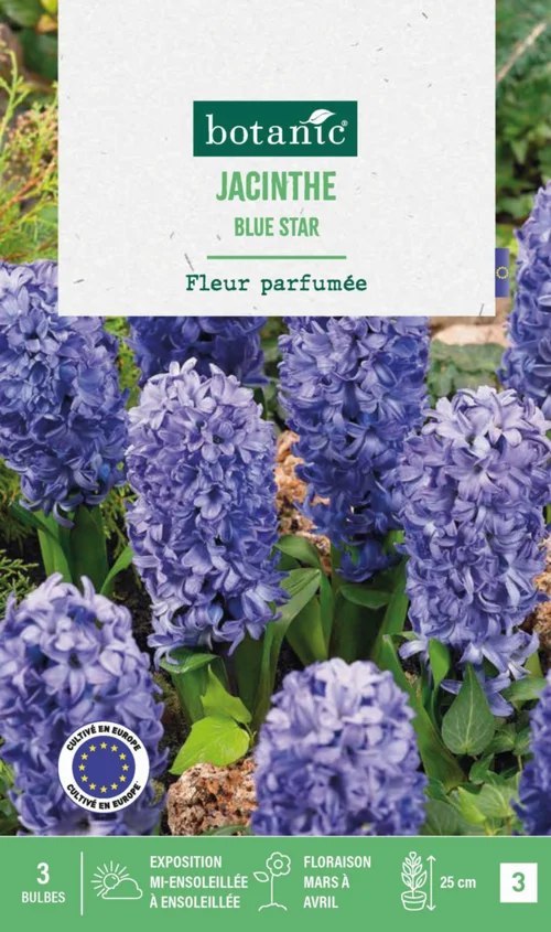 À découvrir pour l’extérieur：Jacinthe blue star botanic® - 3 bulbes
