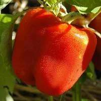 Le petit plus du jardin:Poivron A Gros Fruits Rouges Bio. La barquette de 3 plants