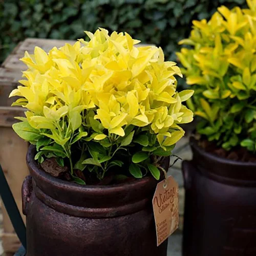 L’essentiel pour le jardin：Euonymus Japonicus El Dorado jaune en pot de 4 L