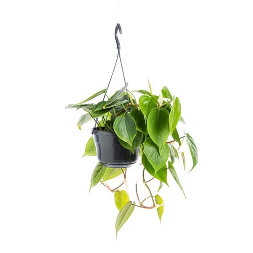 Extérieur solution：Philodendron Scandens suspension Ø18xH40 cm