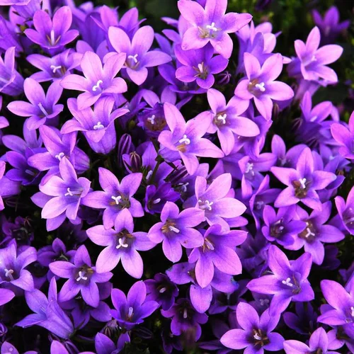 Solution maison:Campanula Poscharskyana - La barquette de 6 plants