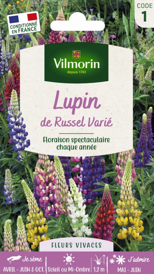 Un atout pour le jardin:Lupin de Russel Varié Vilmorin - graines à semer