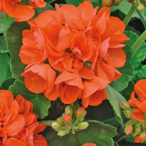 Loisirs jardin:Géranium zonale saumon Le pot de 12 x 12 cm