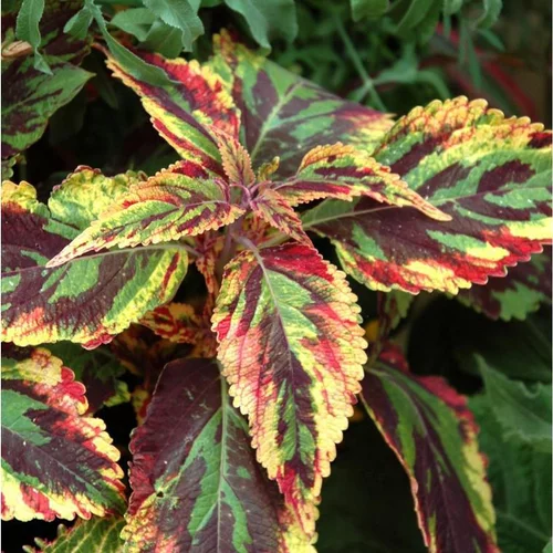 Extérieur essentiel：Coleus - Le pot de 25 cm